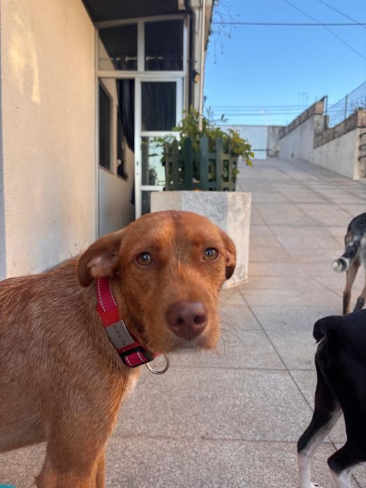 Cão com cerca de 1 ano para adoção responsável