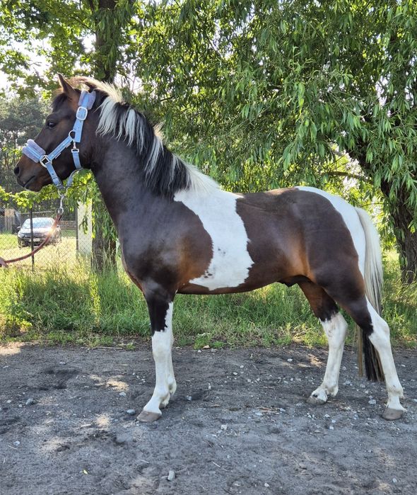 Wałach kucyk 2,5 roku
