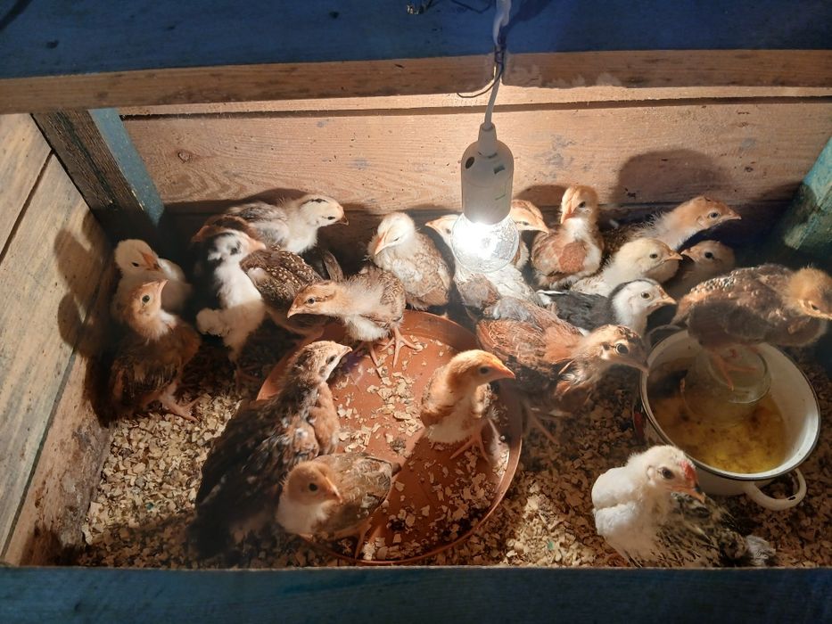 Jaja legowe  kur zagrodowych