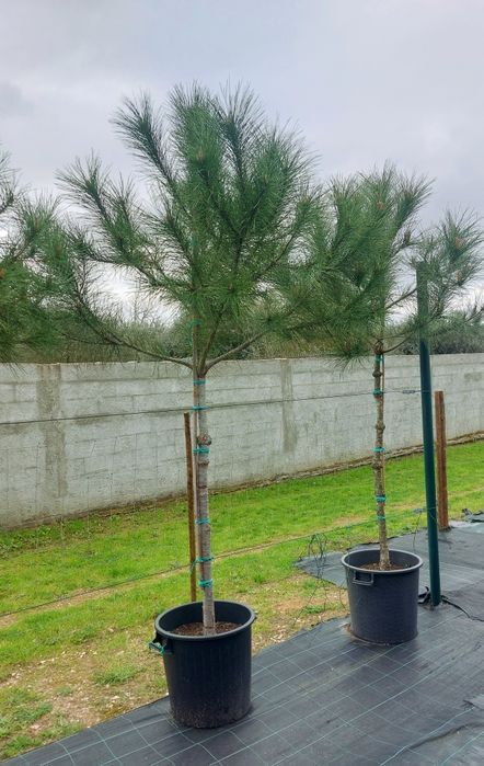 Lote 10 Pinheiros mansos 2.20/2.30..Entrega incluída