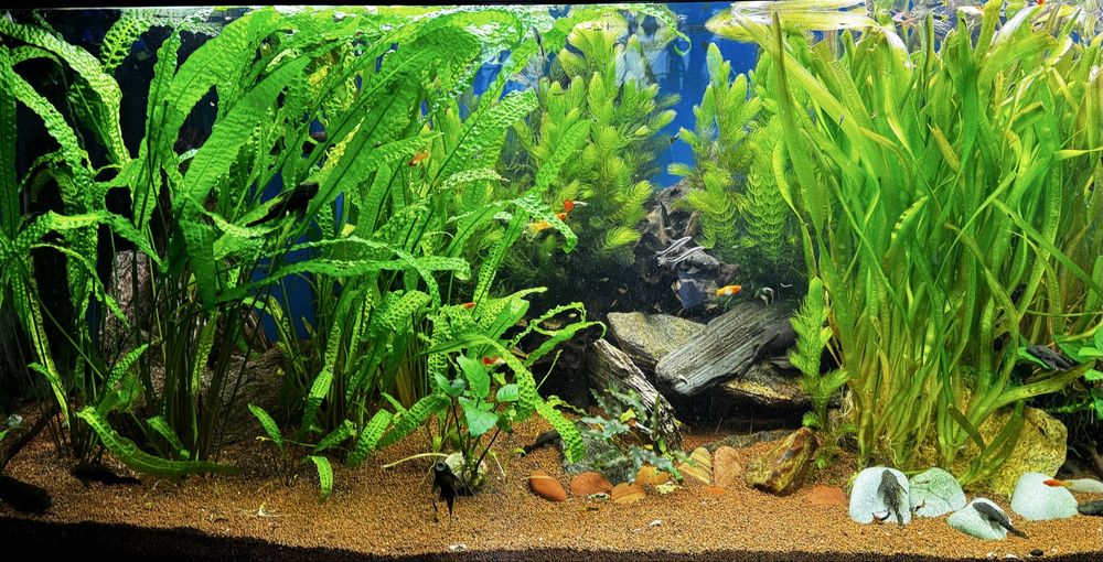 Rośliny do akwarium