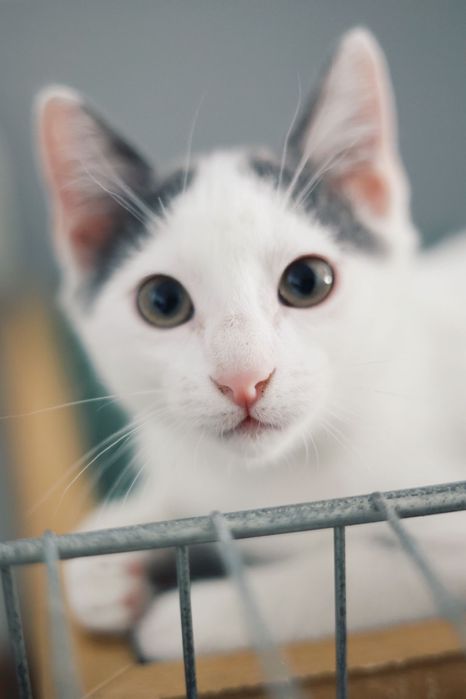 3 gatos bebés machos para adoção responsável
