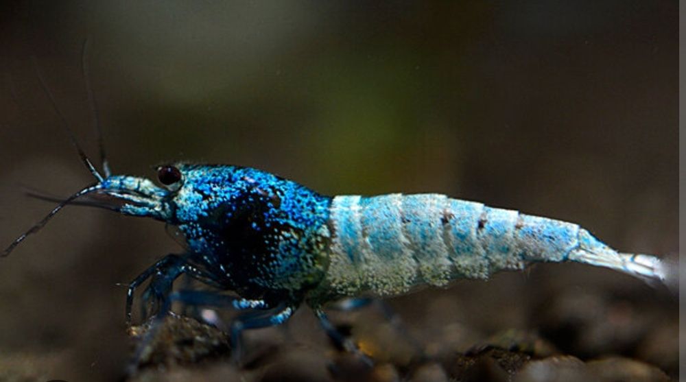 Blue Bolt Caridina