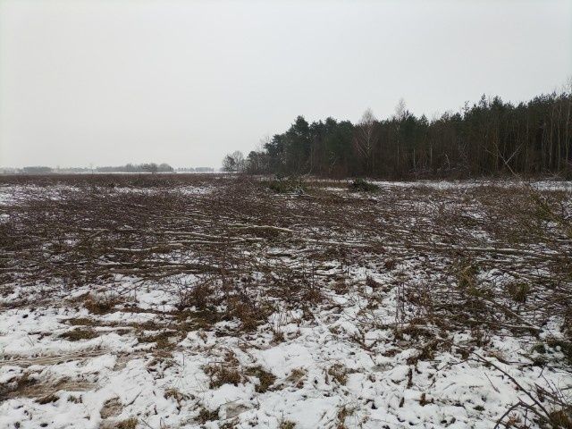 Wycinka drzew za drewno