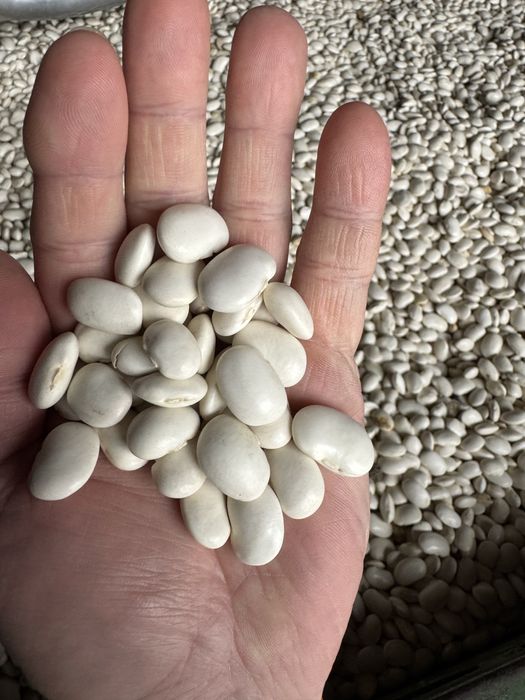 Sprzedam Jaś karłowy - duża ilość - od gospodarza.