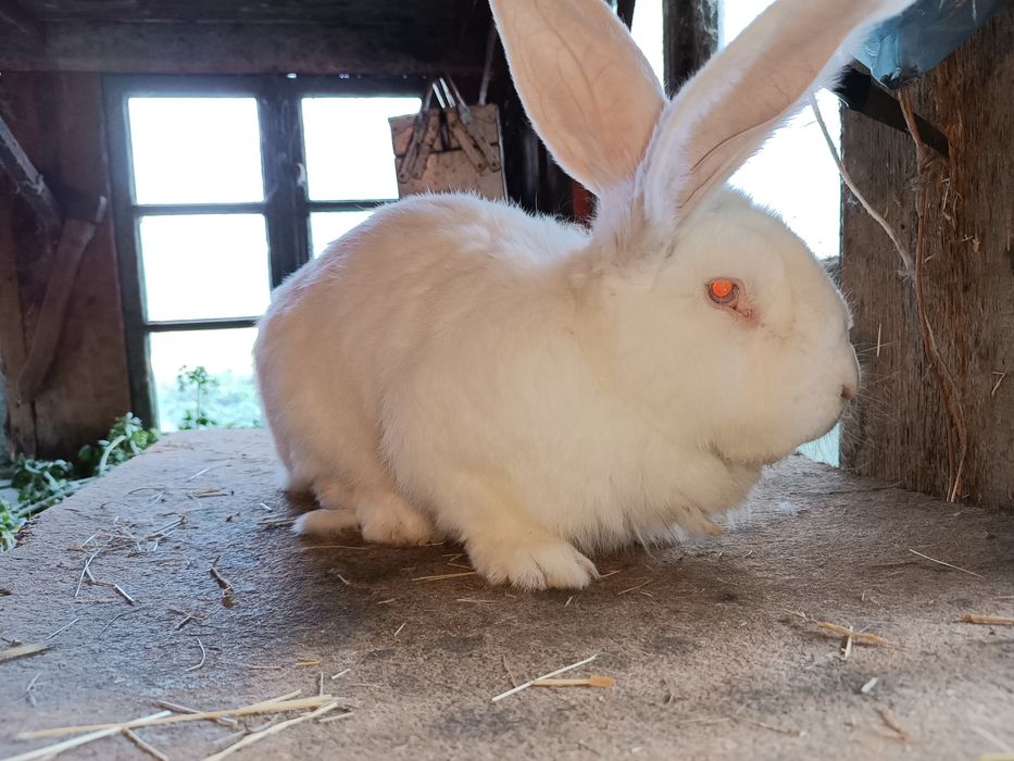 Дорослі кролі фландер