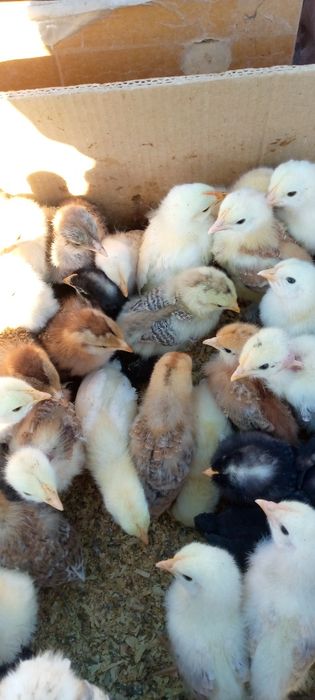 Продаються курчата циплята домашні