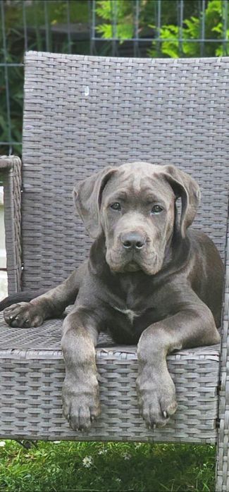 Cane Corso Italiano – błękitna suczka | rodowód PFK | 7 miesięcy