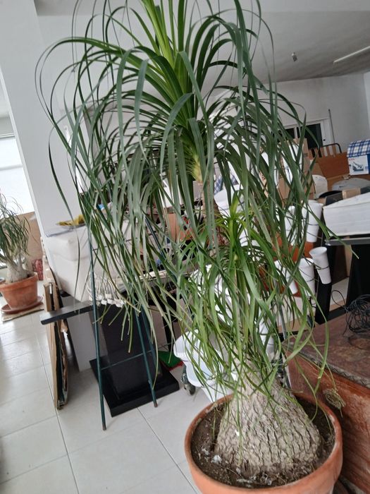 Planta Neolina Beaucarnea . Bonsai maravilhoso.
