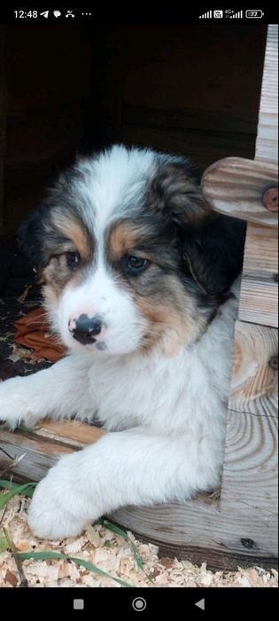 Отдам даром в хорошие руки