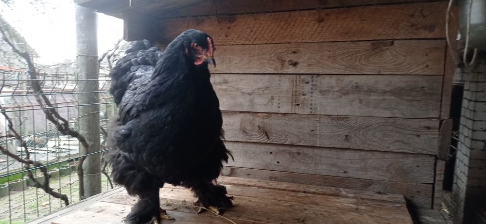 Кури та півники чорного кохінхіна