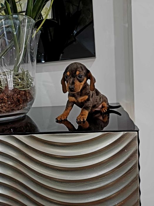 Teckel Miniatura FEMEA Arlequim