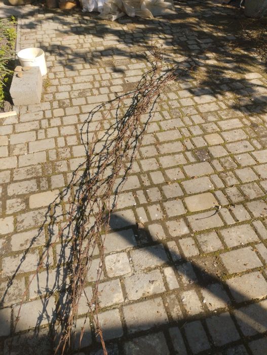 Колючий дріт оцинкований б/у по 3м