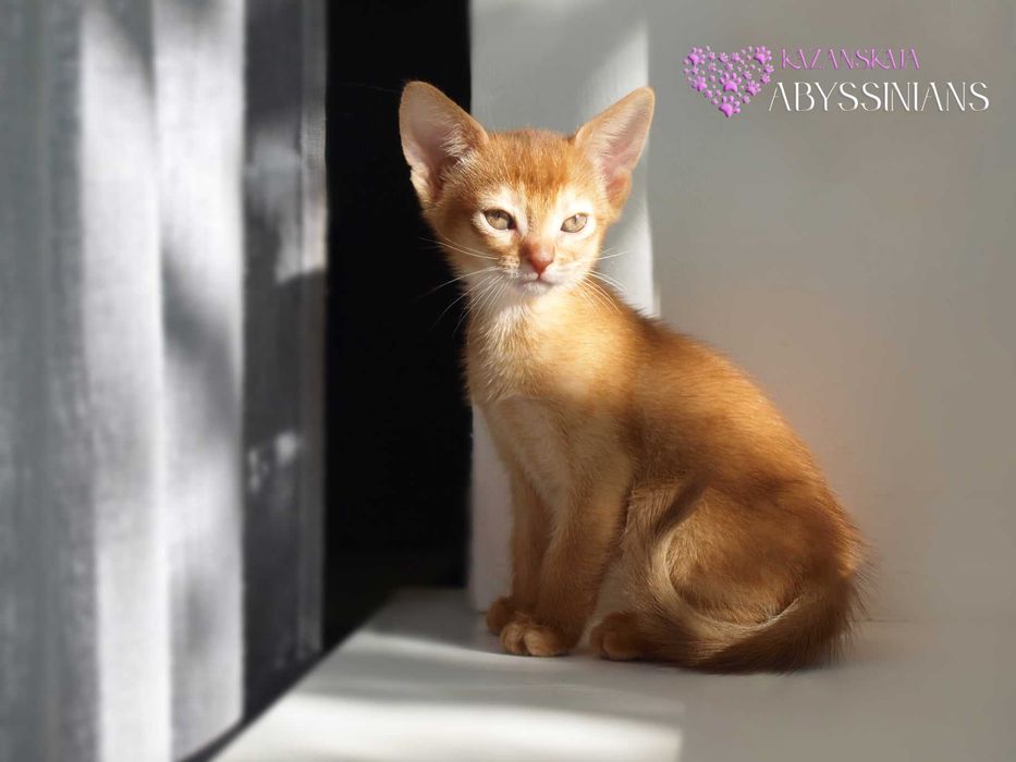 Абиссинская кошка мальчик окраса соррель