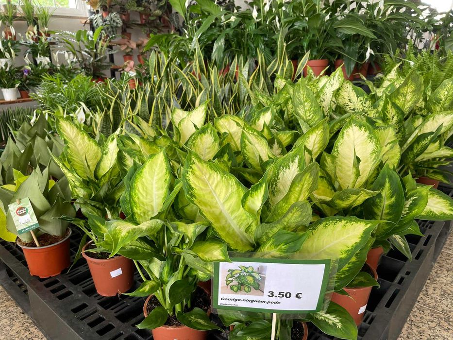 Plantas de interior e exterior ao melhor preço