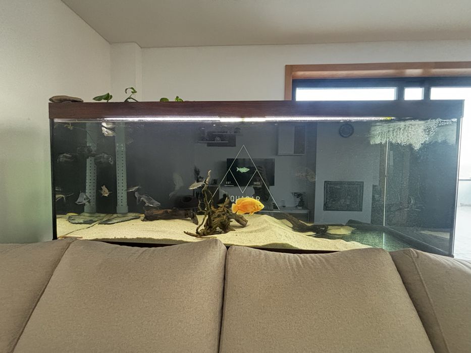 Varios peixes jumbos