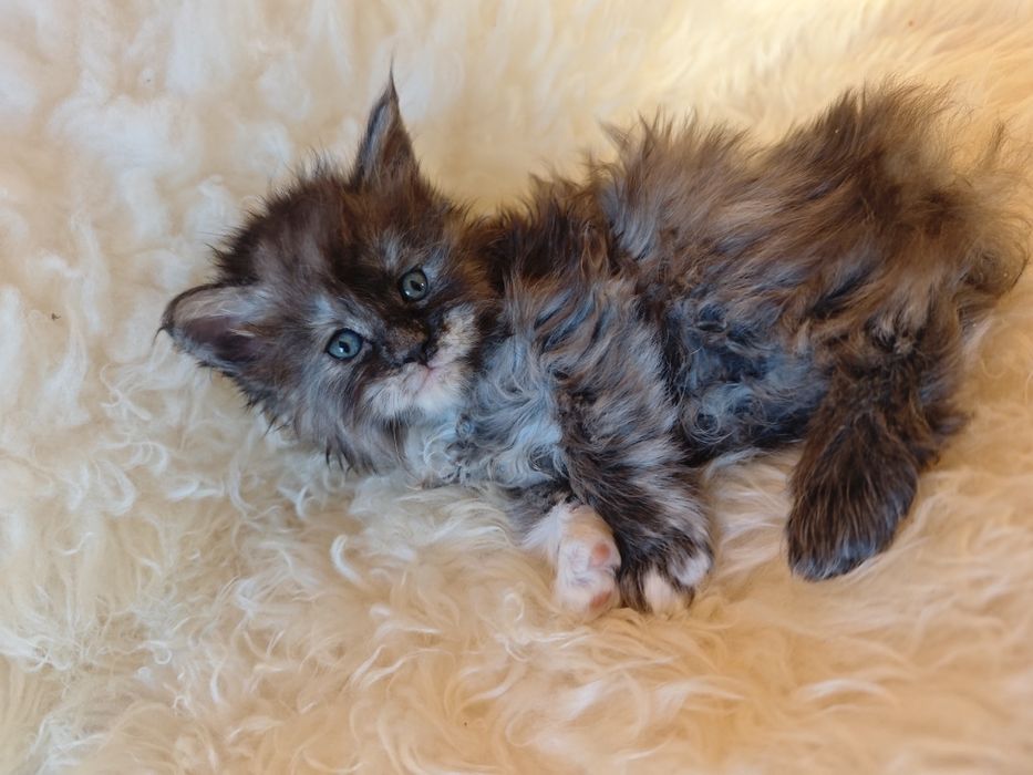 Cudowna kotka Maine Coon