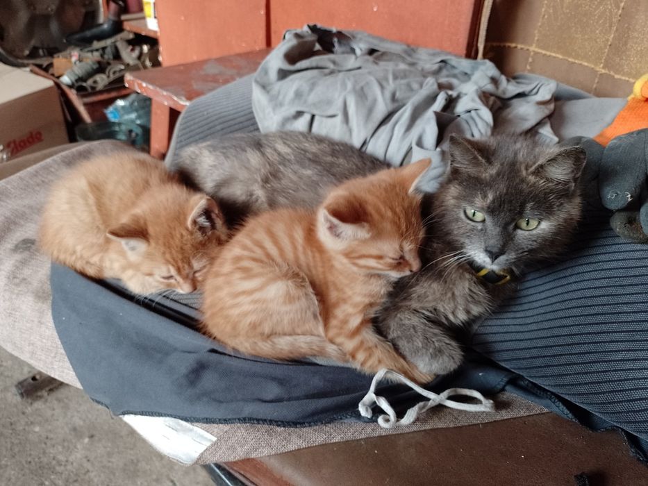 Отдам котёнка в заботливые руки .