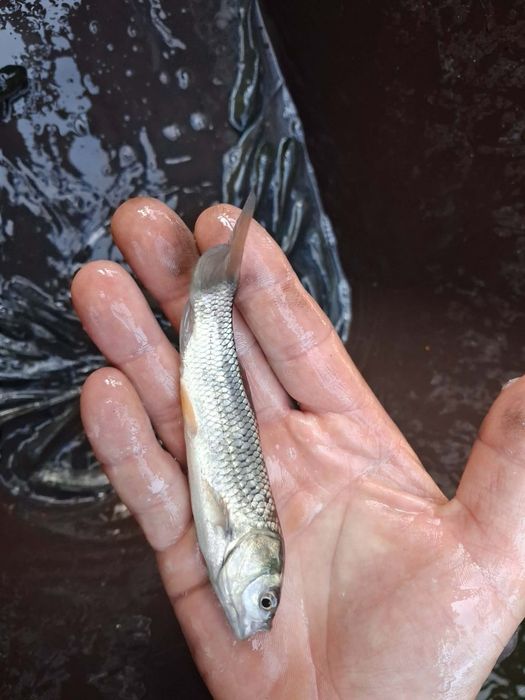 Karp kroczek narybek lin amur