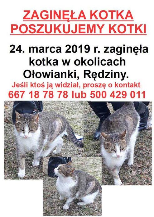 Poszukujemy zaginionej kotki :(