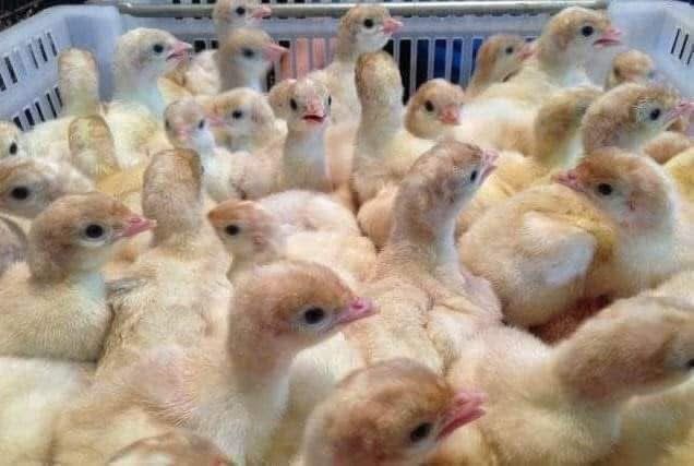 Бройлерні індики БІГ-6 (Словенія)