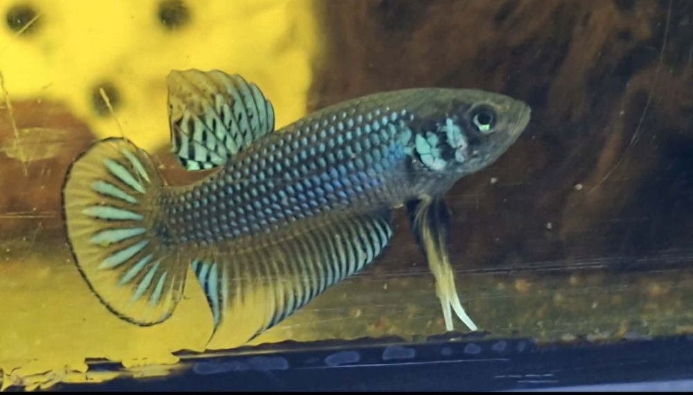 Bettas imbillis criação própria