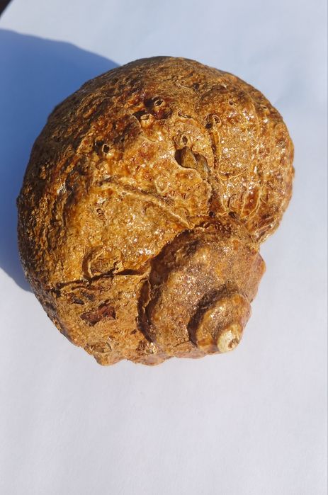 Ракушка (рапан).