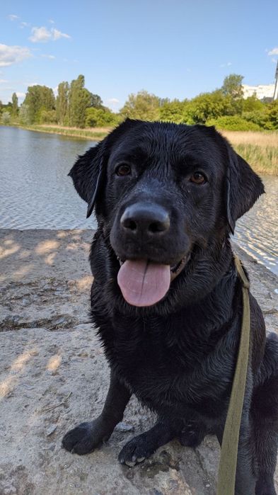 Вязка лабрадора (кобель)