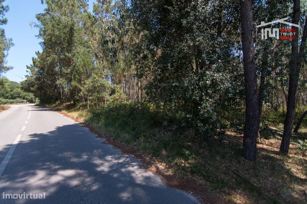 Rustic Land with Pine Forest, Olive Grove, and Cultivable Soil