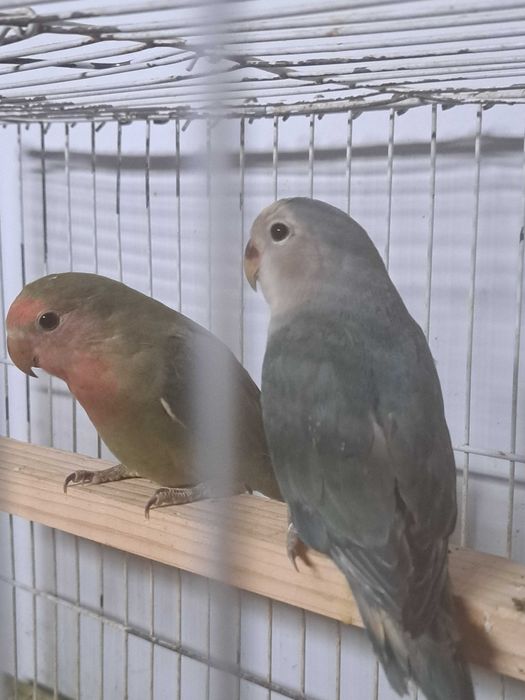 Agapornis disponíveis