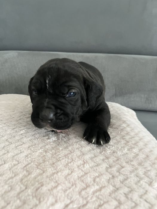 Cane Corso Italiano