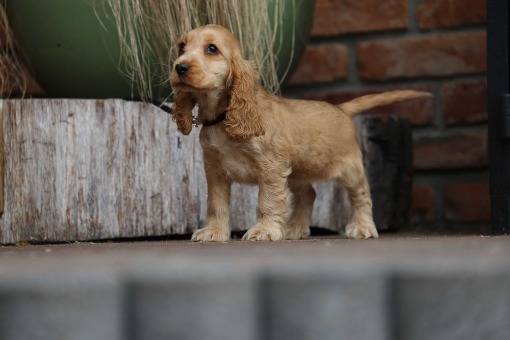 Cocker Spaniel szczeniak