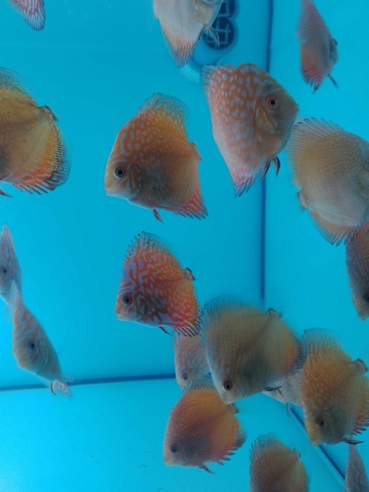 Discus nacionais
