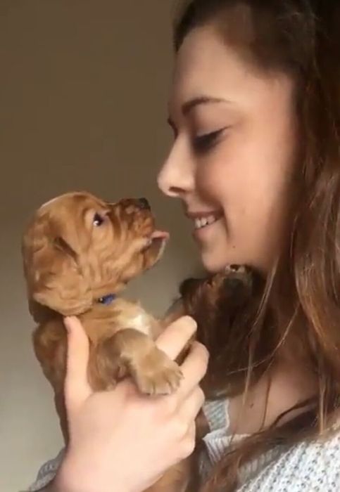 Руда кокер-спаніель — стримана елегантність і ніжність у кожному русі.