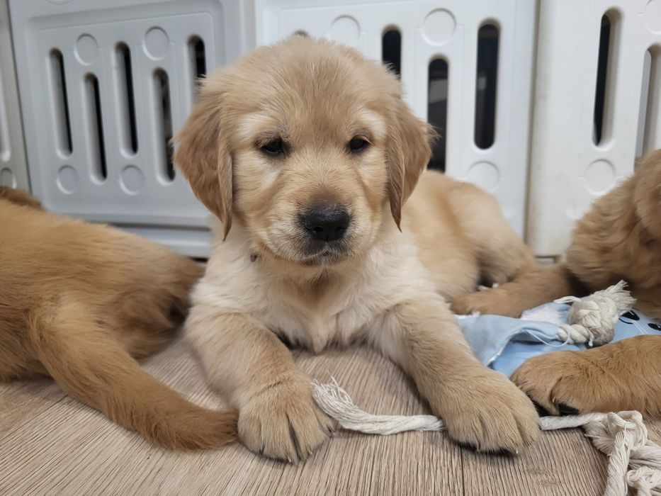 Samiec Golden Retriever gotowy do odbioru
