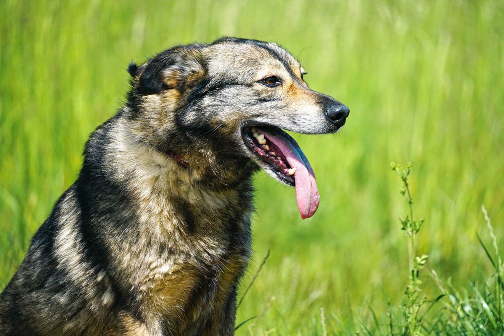 GUTEK - wesoły psiak szuka domu