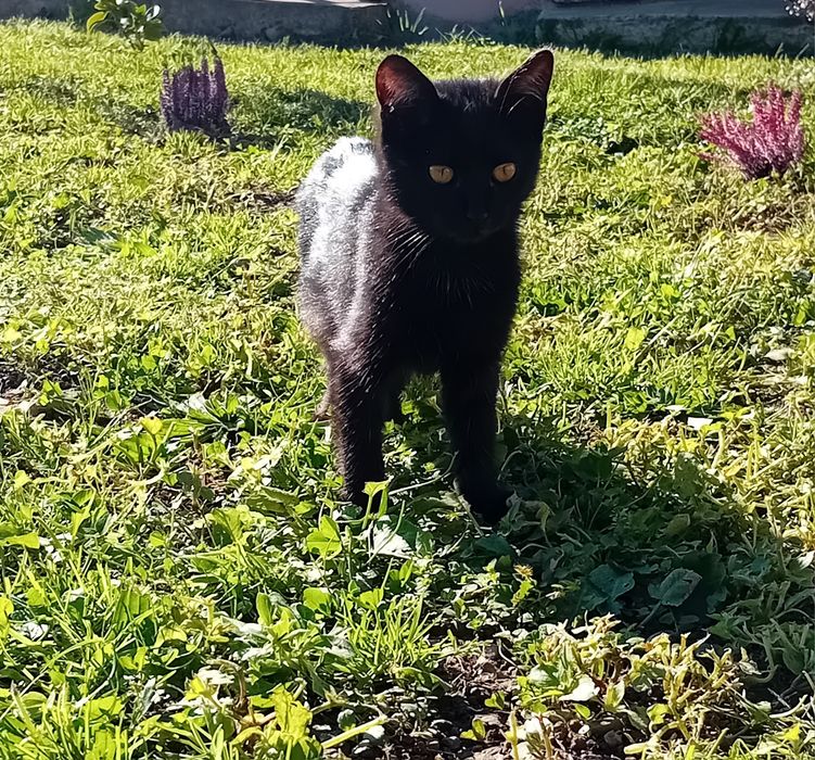 Кошеня Безкоштовно!