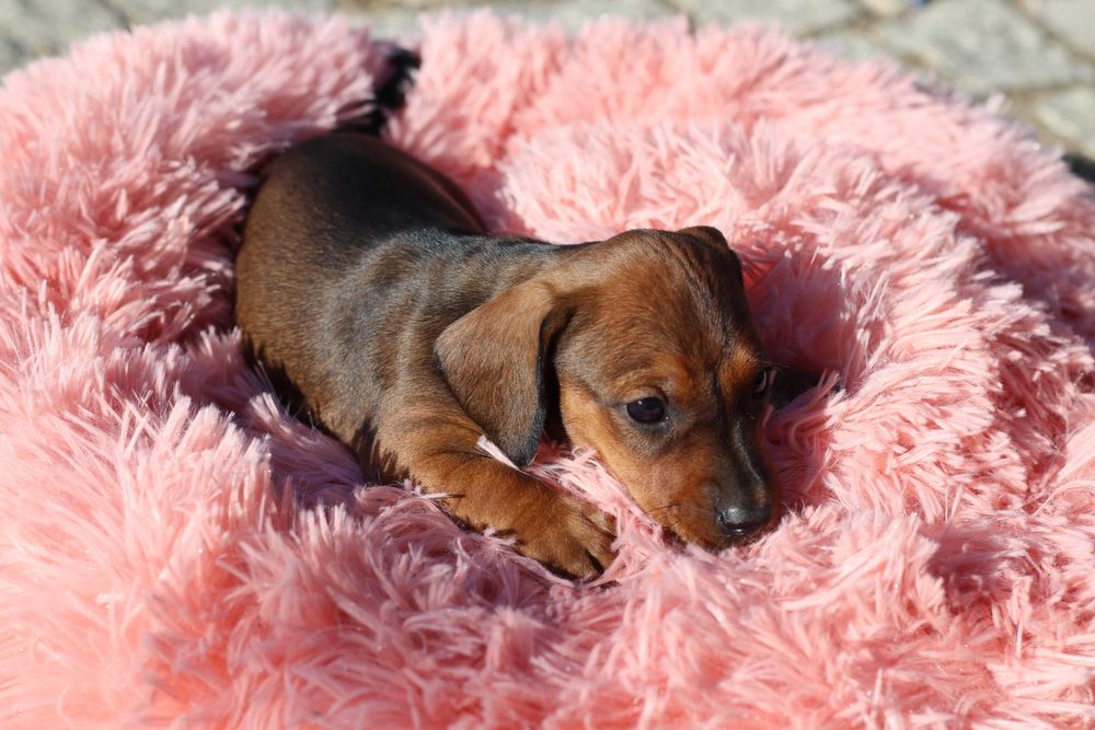 Teckel miniatura fêmea