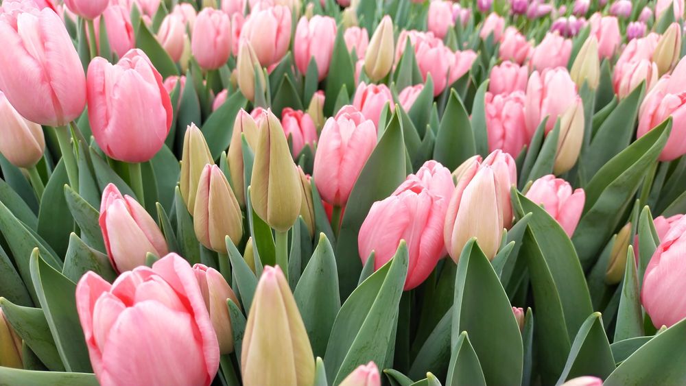 Цибулини тюльпанів після вигонки