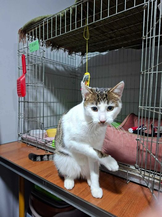 Adaś- biało bury kot o wyjątkowej przemianie