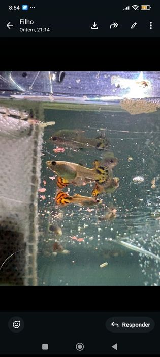 Tenho muitos guppies para vender