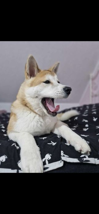 Adopcja Akita Amerykańska