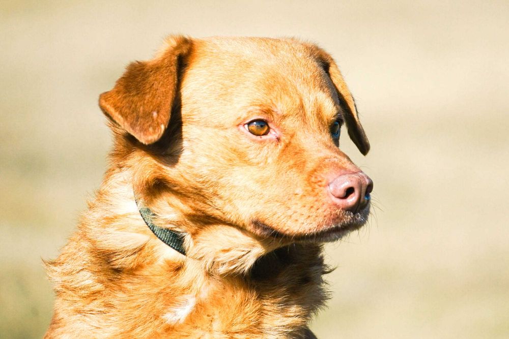 Lenox - śliczny pies w typie labrador