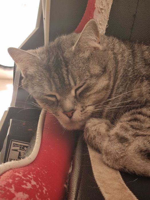 Gatinha para adopção responsável