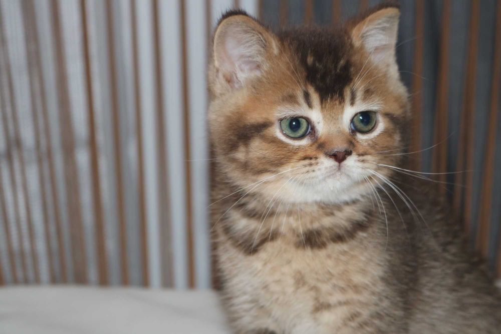 um gatinho scottish straight golden brown