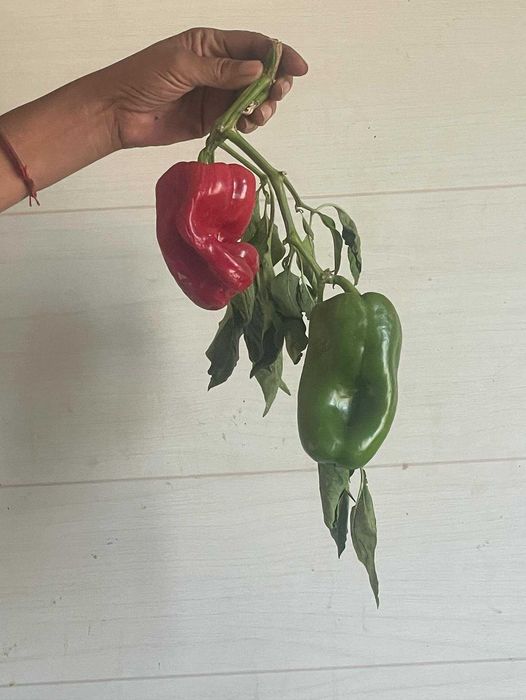 vendo verduras e legumes biologicos