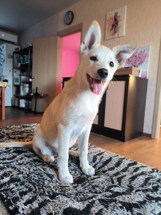 Ларс і Лорна шукають родини