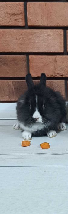 Króli miniaturki