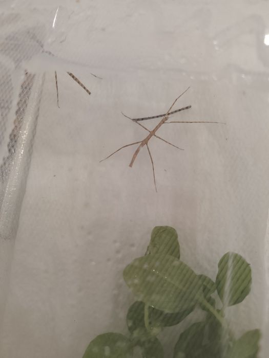 Oddam za darmo Patyczaki rogate
