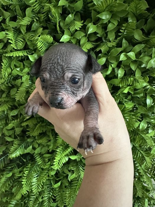 Ксоло мини  , мексиканская голая собака  мини. Ксолоитцкуинтли .